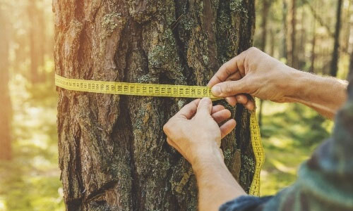 Tree assessments